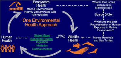 Microplastics in Sea Turtles, Marine Mammals and Humans: A One Environmental Health Perspective